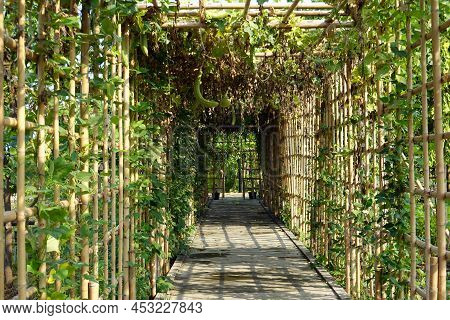 The Planting Winter Melon (wax Gourd) On Bamboo Arbor Look Like Vegetable Tunnel.