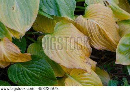Yellow-green Leaves Of Hosta Capitata. Autumn Fading Leaves. Natural Abstract Background. Daytime.