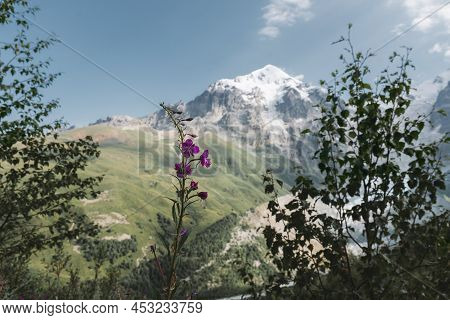 Violet Flowers Of Gentiana Septemfida. It Is A Species Of Flowering Plant In The Family Gentianaceae