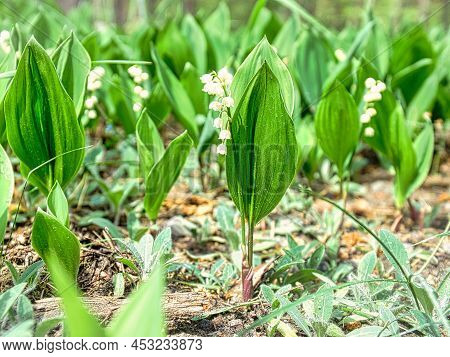 Lily Of The Valley On The Forest Floor. Green Leaves, White Flowers. Early Bloomers That Herald The 