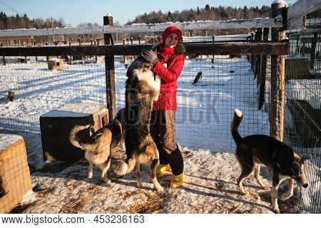 Northern Sled Alaskan Huskies Mestizos Of Several Breeds In The Aviary In Winter On The Snow Communi
