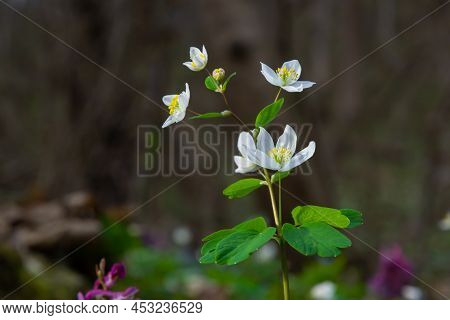 False Anemone Or Isopyrum Thalictroides, White Anemone Like Flowering Early Spring European Plant In