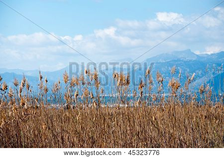 Gelbe Blätter und Blue mountains