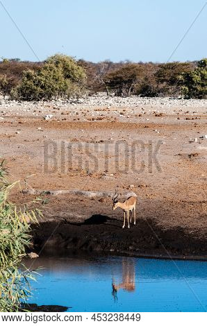 A Group Of Impalas -aepyceros Melampus- Drinking From A Waterhole In Etosha National Park, Namibia.