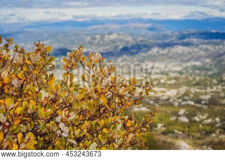 Summer Mountain Landscape At National Park Lovcen, Montenegro. Sunny Summer Day