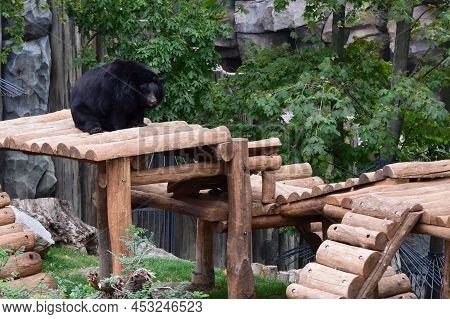 Black Bear Relaxed And Lazy On The Wooden Platform In A Zoo. Asian Black Bear (ursus Thibetanus) Als