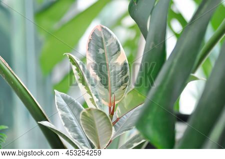 Decora Tree, Indian Rubber Tree Or Rubber Plant Or Variegated Indian Rubber Or Ficus Elastica Or Ass