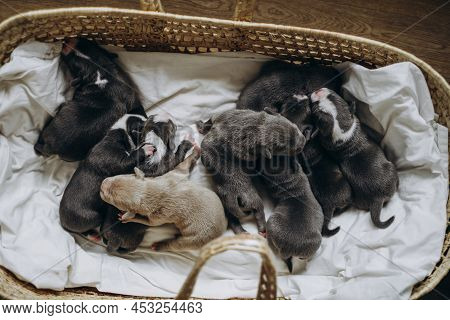 Raising American Bully Puppies. Sleeping In A Wicker Basket Are Several Cute And Small Blue Bully Pu