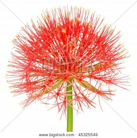 Fireball lily over white background