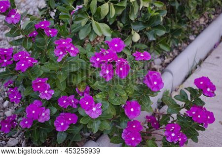 Cape Periwinkle Or Old Maid Or Pink Periwinkle Or Rose Periwinkle Or Tapak Dara. A Source Of The Dru