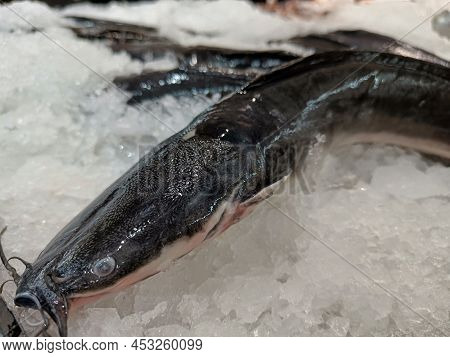 Catfish On Ice For Sale In Thailand Market
