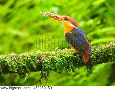 Odkf Oriental Dwarf Kingfisher Perching On A Tree Branch With A Kill