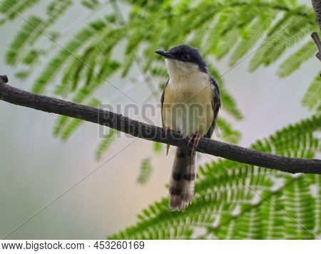 Closeup Shot Of Prinia Bird Perching On A Tree Branch