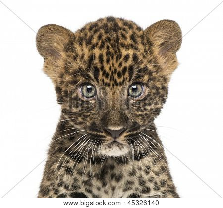 Nahaufnahme von einem Leopard Spotted Jungtier Darsteller in die Kamera - Panthera Pardus, 7 Wochen alt, isoliert auf