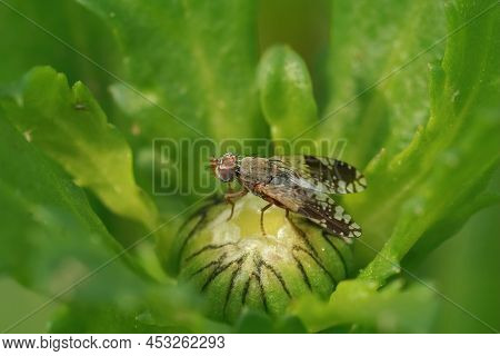 Closeup On A Parasite Fly Tephritis Neesii On It A Closed Flower Bud Of It's Host Plant Ox-eye Daisy