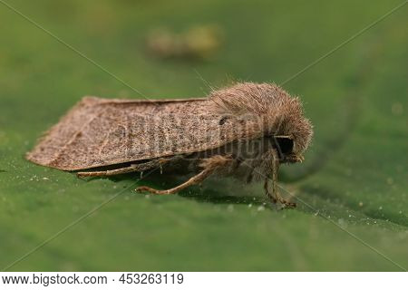 Closeup On The Common Quaker Moth, Orthosia Cerasi Sitting On A Green Leaf In The Garden