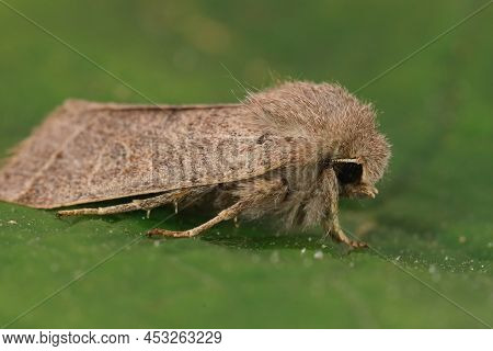 Detailed Closeup On The Common Quaker Moth, Orthosia Cerasi Sitting On A Green Leaf In The Garden