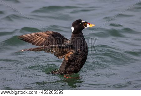 Surf Scoter Bird At Vancouver Bc Canada
