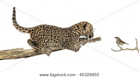 Strakaté leopardí mládě na větvi, při pohledu na ptáka, izolovaných na bílém