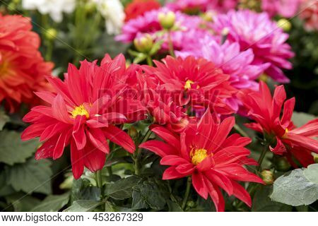 Colorful And Beautiful Dahlia Pinnata Cav. Plants In The Garden