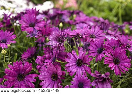 Colorful Osteospermum Ecklonis Flowers In The Garden