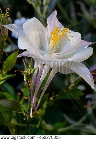 Wildflowers Of Colorado. White Colored Columbine Wildflower.