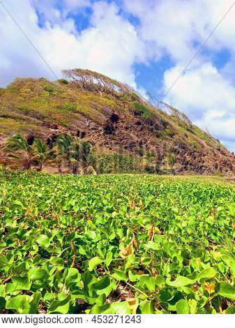 Caribbean Vegetation On Hill Under Tropical Blue Sky. Flora And Landscape Of The Antilles Background