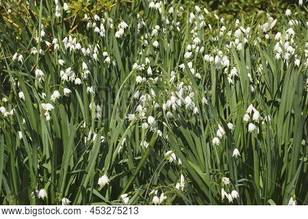 Summer Snowflake (leucojum Aestivum). Called Loddon Lily Also