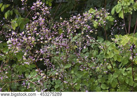 Close-up Image Of Chinese Meawow-rue (thalictrum Delavayi)