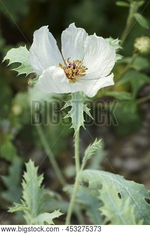 White Prickly Poppy (argemone Albiflora). Called Bluestem Prickly Poppy And Texas Prickly Poppy Also