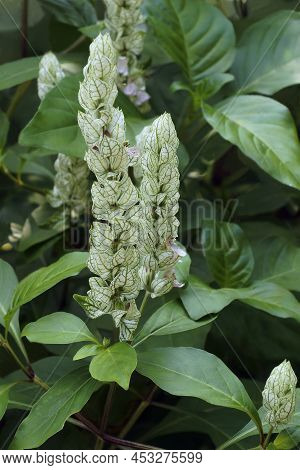 Squirrel's Tail (justicia Betonica). Called Paper Plum And White Shrimp-plant Also