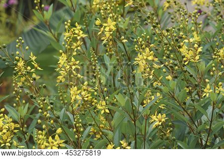 Goldshower (galphimia Glauca).called Gold Shower Thryallis Also
