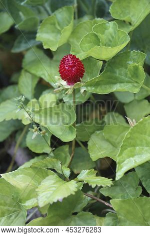 Mock Strawberry (potentilla Indica). Called Indian Strawberry And False Strawberry Also. Another Bot