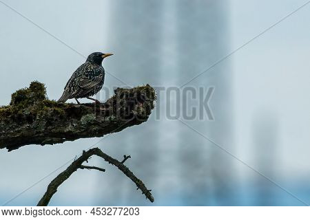 A Starling Sitting On A Branch In The Natural Reserve Called Mönchbruch In Hesse, Germany.