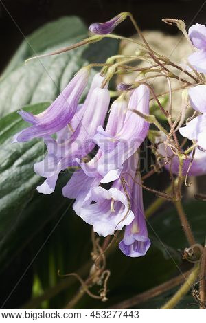 Close-up Image Of Chirita Flowers (primulina Flavimaculata)