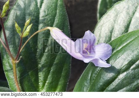 Close-up Image Of Chirita Flower (primulina Flavimaculata)