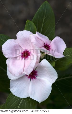Madagascar Periwinkle (catharanthus Roseus). Known Also As Rosy Periwinkle, Rose Periwinkle, Cape Pe