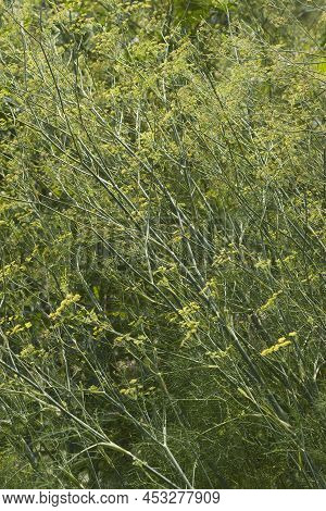 Common Fennel (foeniculum Vulgare). Called Fennel, Florence Fennel And Finocchio Also