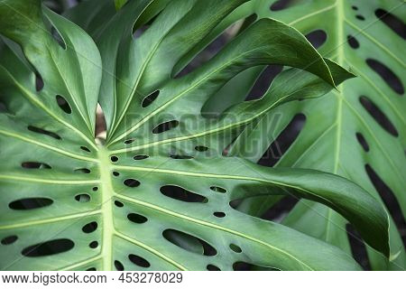 Swiss Cheese Plant (monstera Deliciosa). Called Split-leaf Philodendron Also.