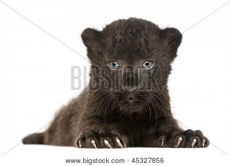 Black Leopard Cub ausgerichtet und liegen, 3 Wochen alt, isolated on white