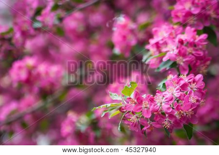 molti sfondo orizzontale bokeh a fiori rosa