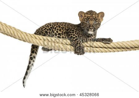 Gefleckte Leopard Cub halten an einem Seil, 7 Wochen alt, isoliert auf weiß