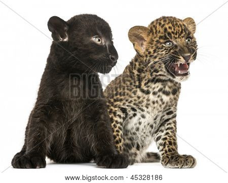 Schwarz und Spotted Leopard Jungtiere sitzen nebeneinander, isolated on white