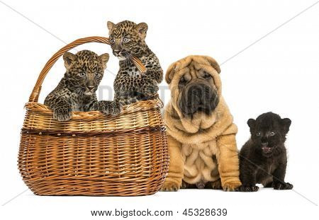 Sharpei Welpen mit Black Leopard Cub und Spotted Leoparden Jungtiere in einem Weidenkorb, isolated on white
