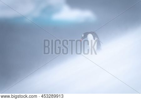Gentoo Penguin Stands Looking Down Snowy Hill