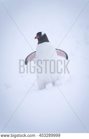 Gentoo Penguin Stands On Slope In Snow