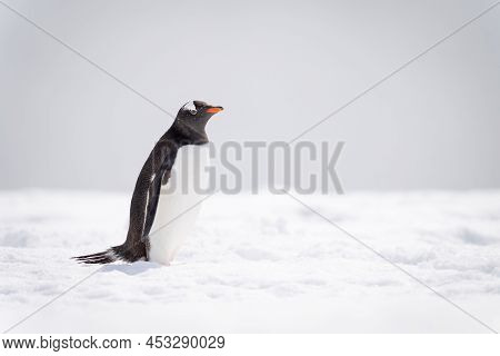 Gentoo Penguin Stands On Snow Watching Camera