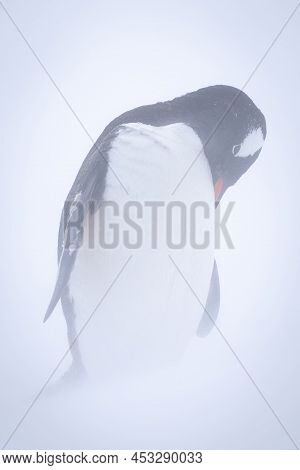 Gentoo Penguin Stands Preening Chest In Blizzard