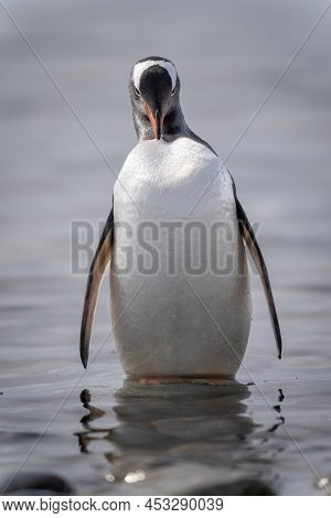 Gentoo Penguin Stands Preening In Shallow Water