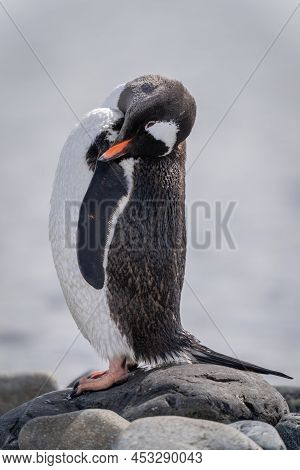 Gentoo Penguin Stands Preening On Rocky Beach